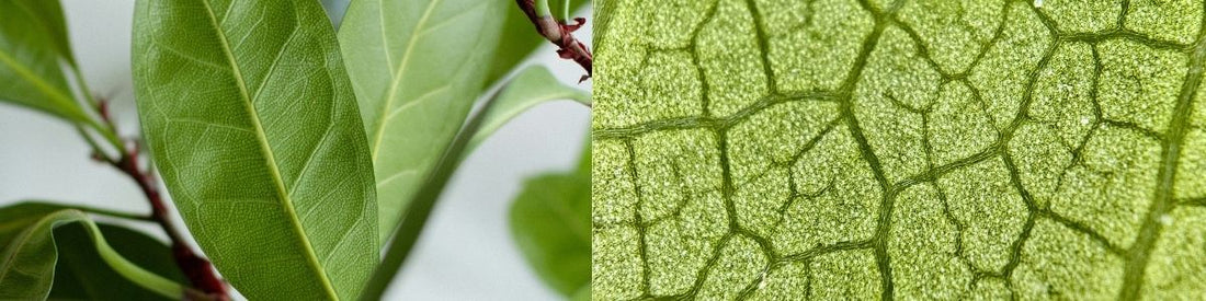 The Winner Is… It Might Be Everyone?!