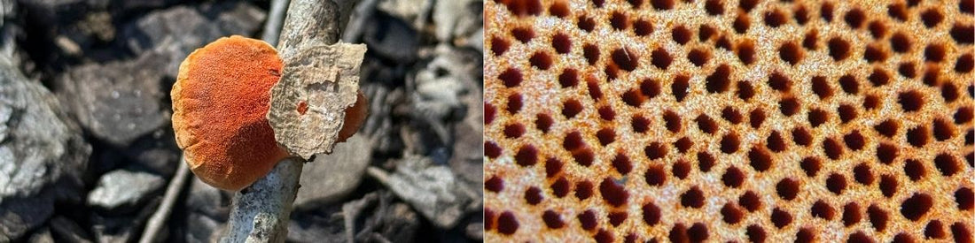 Plot Twist! Last Week’s Mystery Micro-Photo Revealed